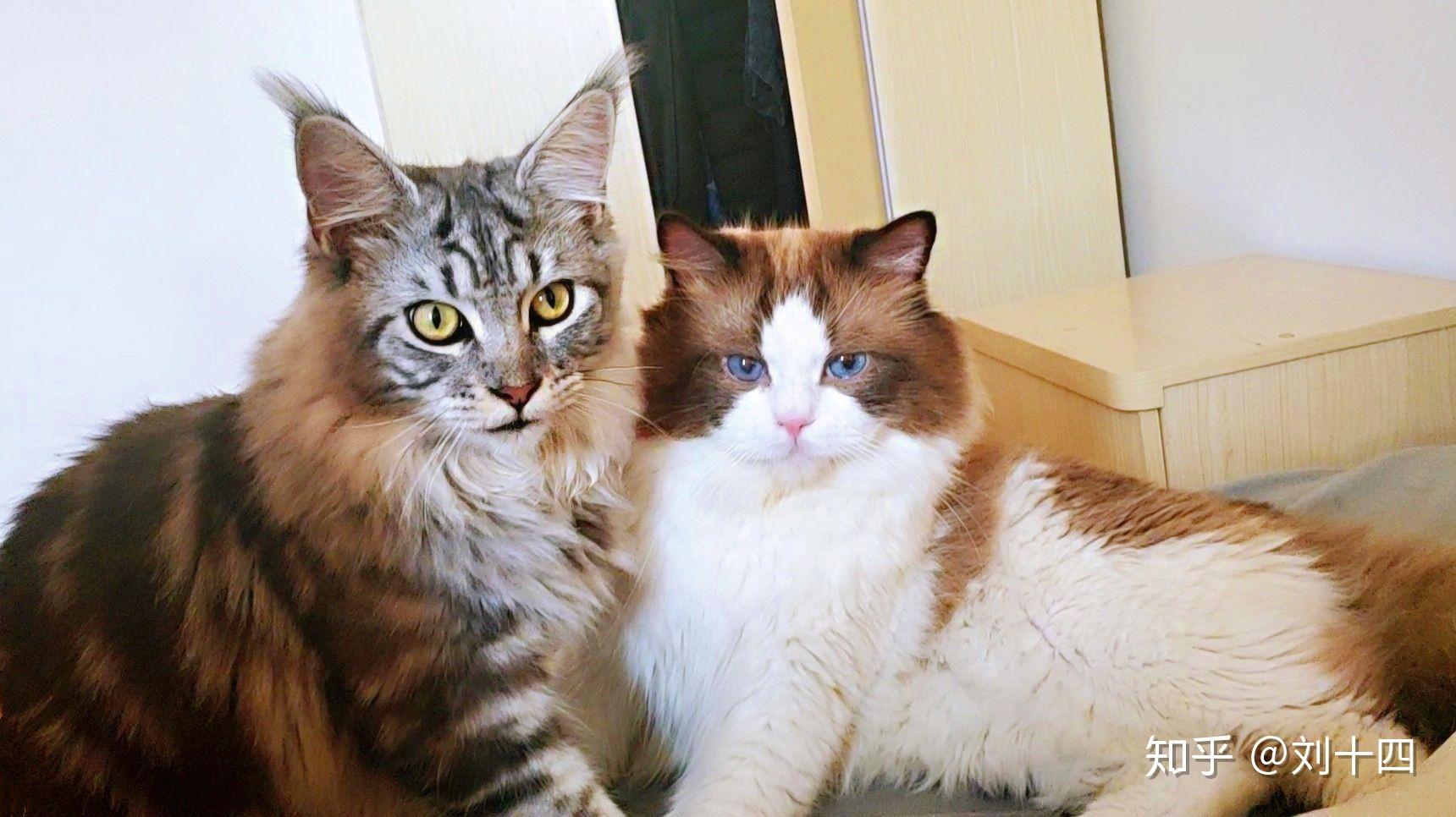 缅因猫和布偶猫哪个可爱? 
