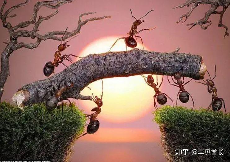 没有一个是不劳而获的食利蚂蚁,蚁群没有系统的