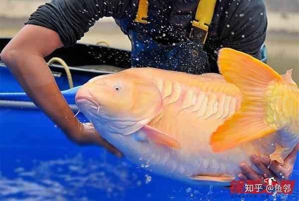 怎样才能饲养好锦鲤鱼?十多年养锦人士告诉你! - 知乎