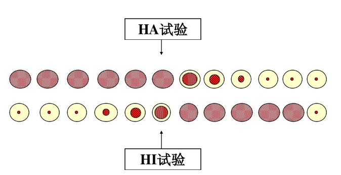 血凝试验与血凝抑制试验 - 知乎