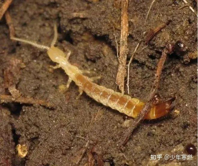 寒燃科普丨钻耳朵吃脑子?一文洗冤蠼螋的秘密和谣言! - 知乎