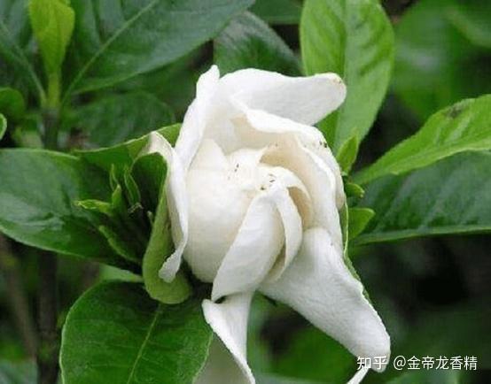 香精与香料(118)—栀子花 - 知乎