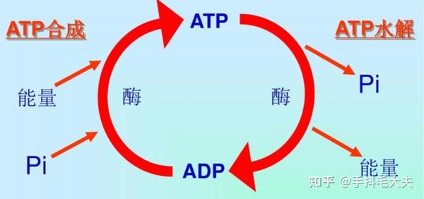 atp是人体直接的供能物质，其他能量需要先转化成atpatp（三磷酸腺苷）是体