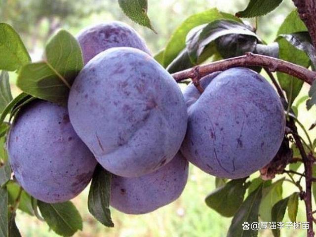 李子的含糖量高吗?今天厚强李子苗基地告诉您! - 知乎