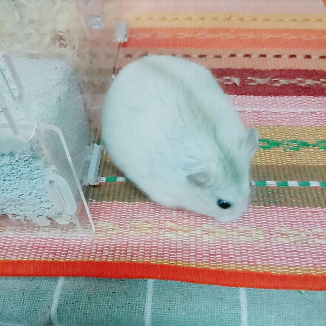 养仓鼠是怎样的体验? - X 是种怎样的体验