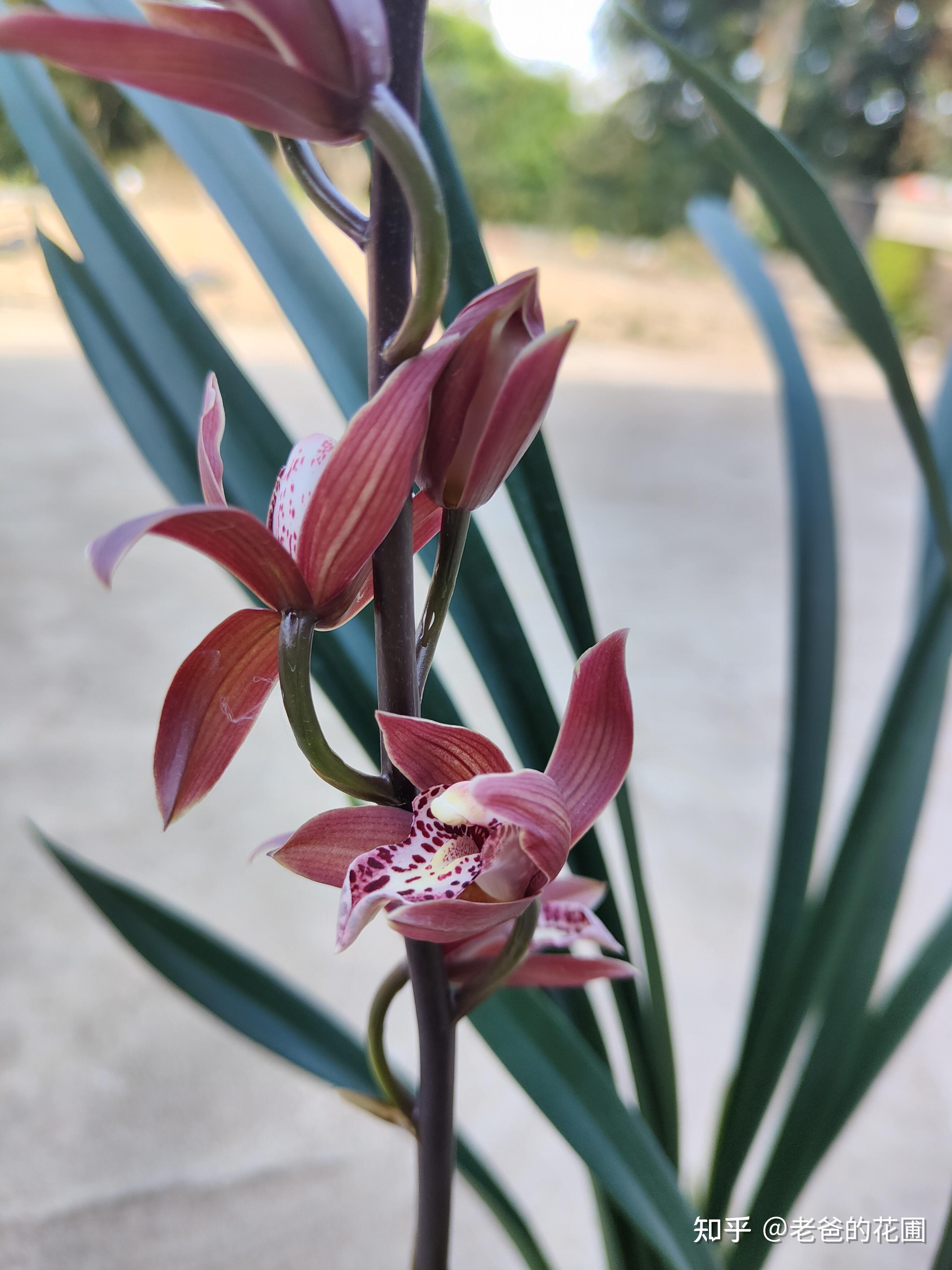 新手也可以放心入的兰花紫元素