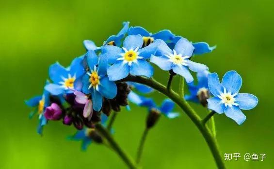 定情之花 勿忘我 的鉴赏养护以及标本制作 知乎
