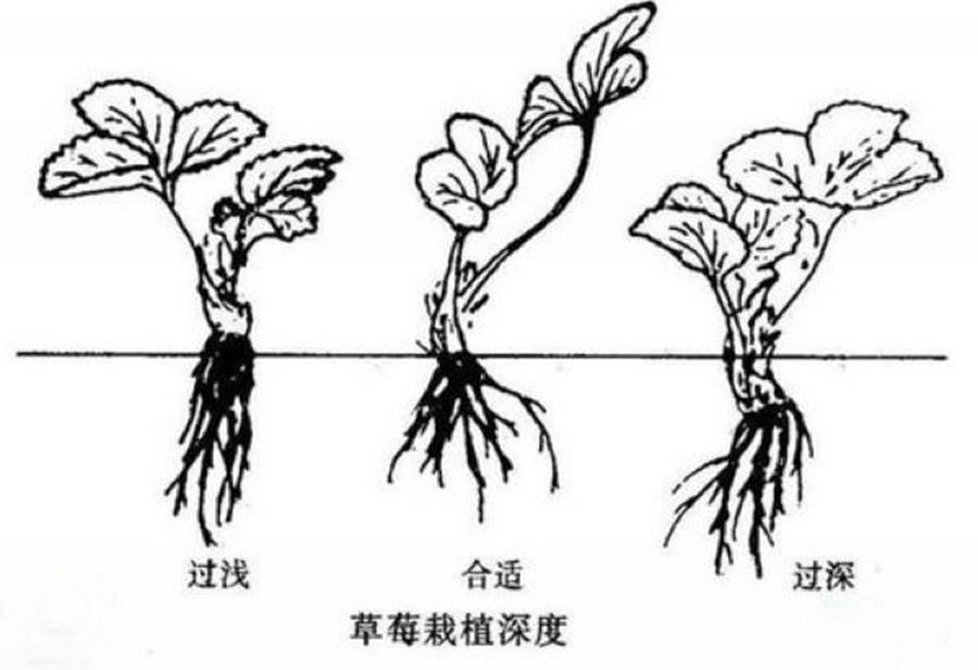 家庭种菜:开春了,阳台草莓的详细种植步骤