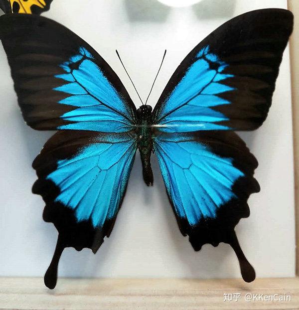 澳大利亚国蝶让法国人错失江山的蓝色妖姬天堂凤蝶