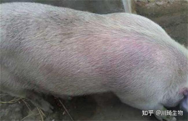 猪蓝耳病是一种难缠的猪病 - 知乎