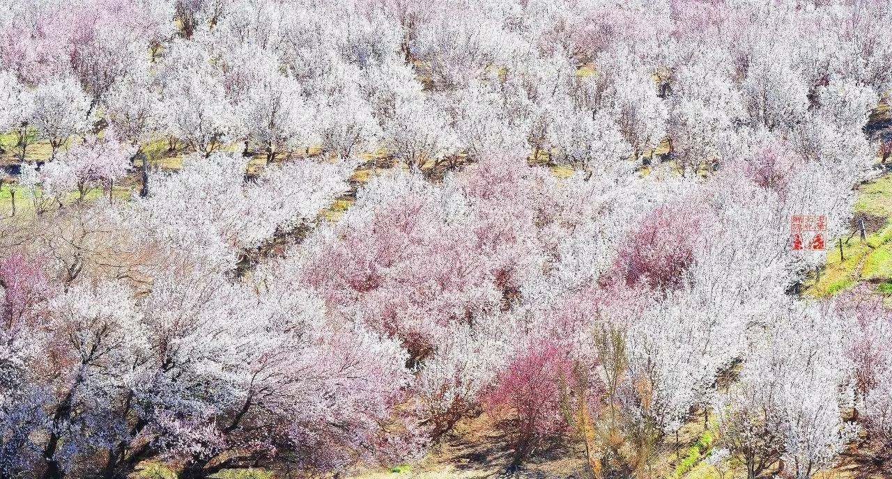 第33期 经典回味 福山雅治 桜坂 知乎