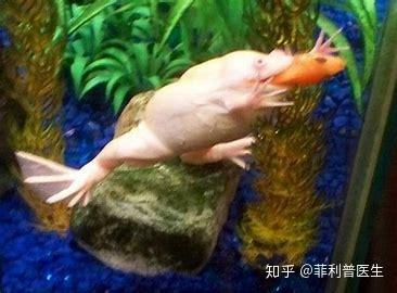 有哪些神奇的动物? 7 v2 92488a46788c89fbfad6e542013b5156 720w