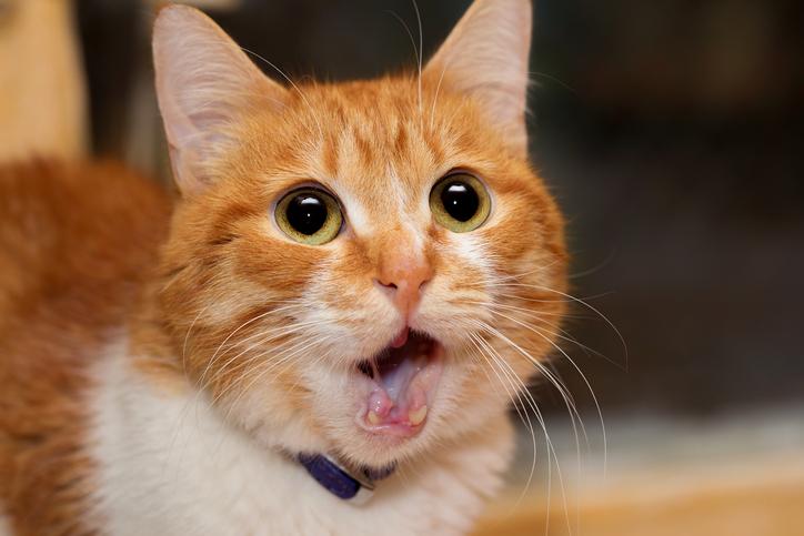 你家猫口臭么 知乎 你家猫口臭么 知乎