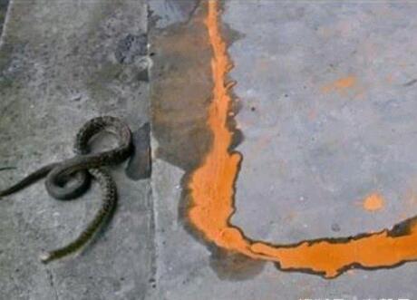 蛇为什么那么怕雄黄 蛇见了雄黄有多大的反应 知乎