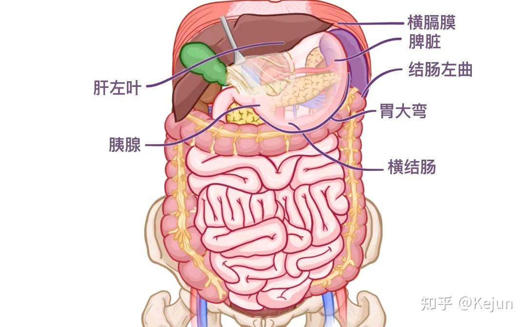 解剖人体 腹部图片