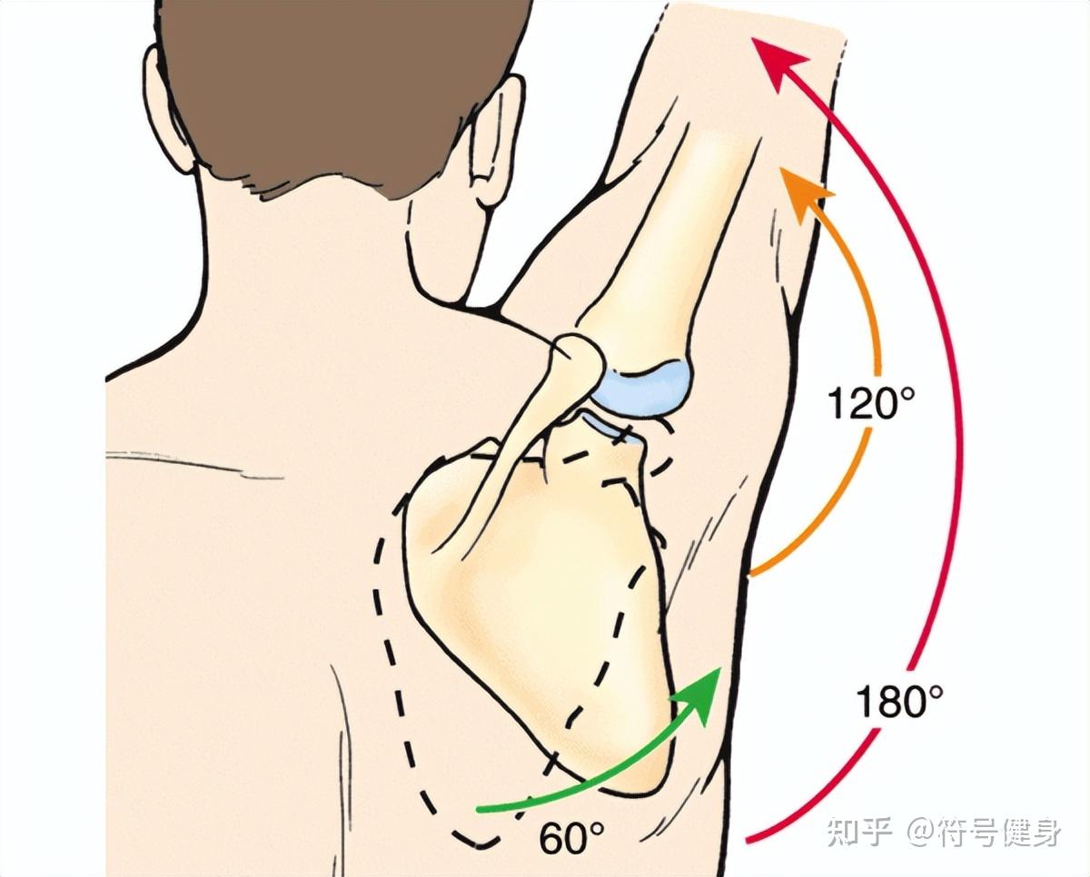 肩峰撞击试验图片