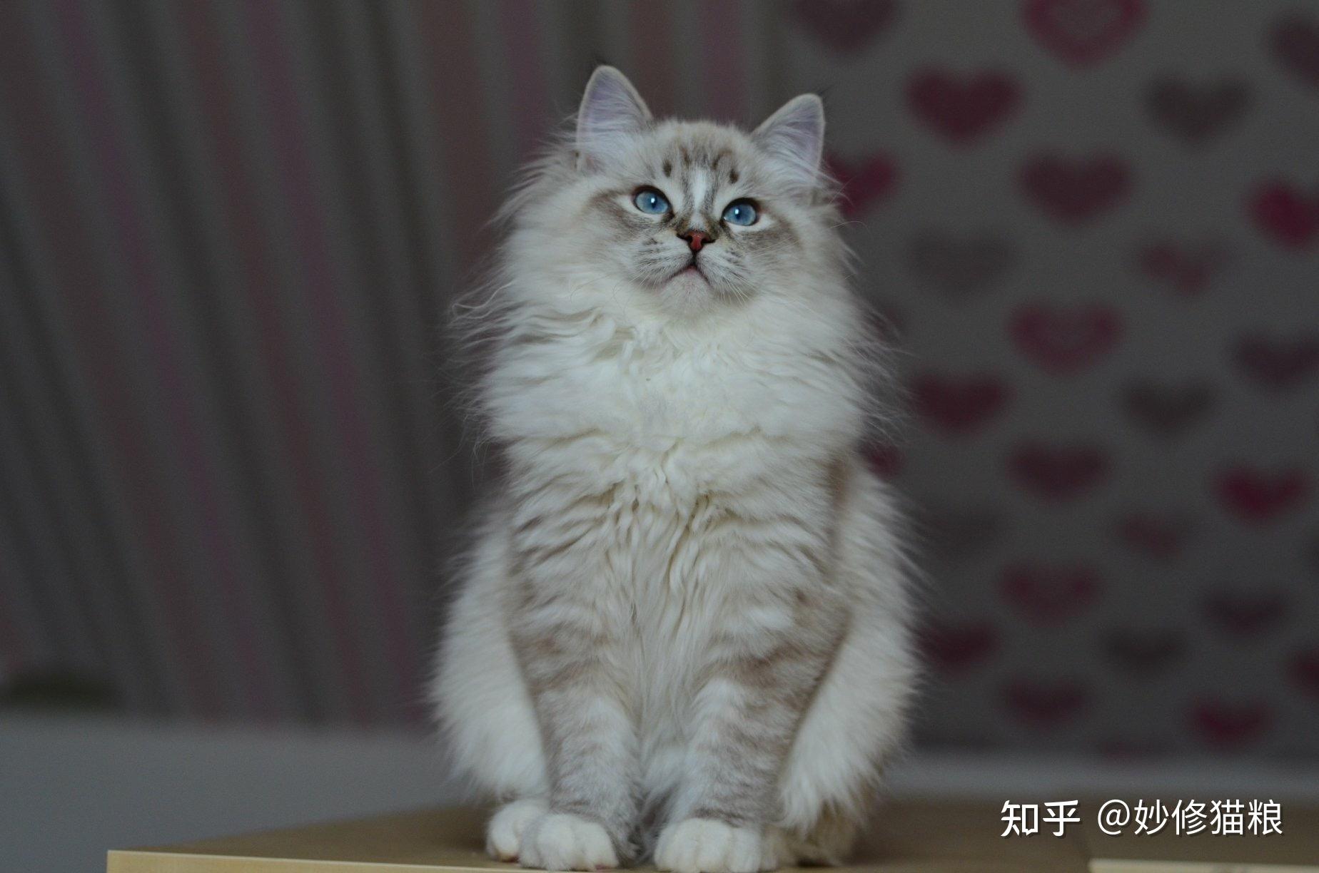 87万的布偶猫 最贵图片