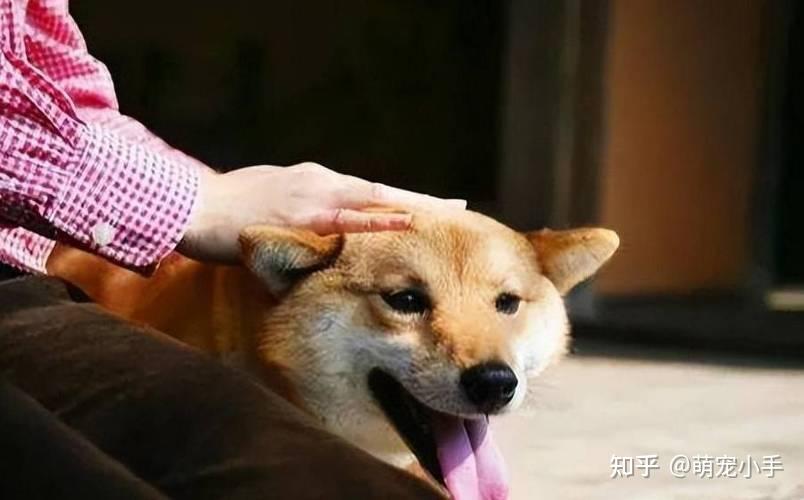 “养狗”和“不养狗”的人，10年后，身体差距非常明显！ - 知乎