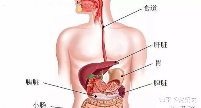 胃在哪个地方胃部图片