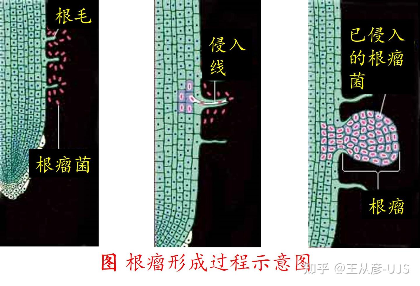 生物的共生关系 - 知乎