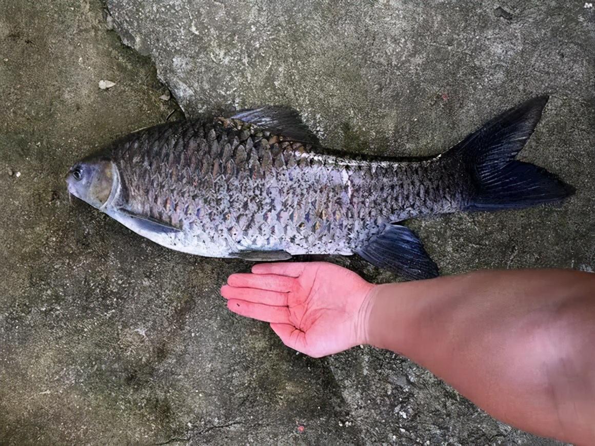 四川,重慶是清波魚的故鄉,岷江流域原來也有很多,不過