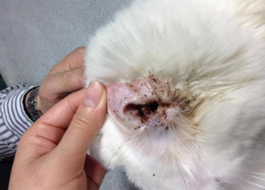 比熊养成攻略|新手养狗必备