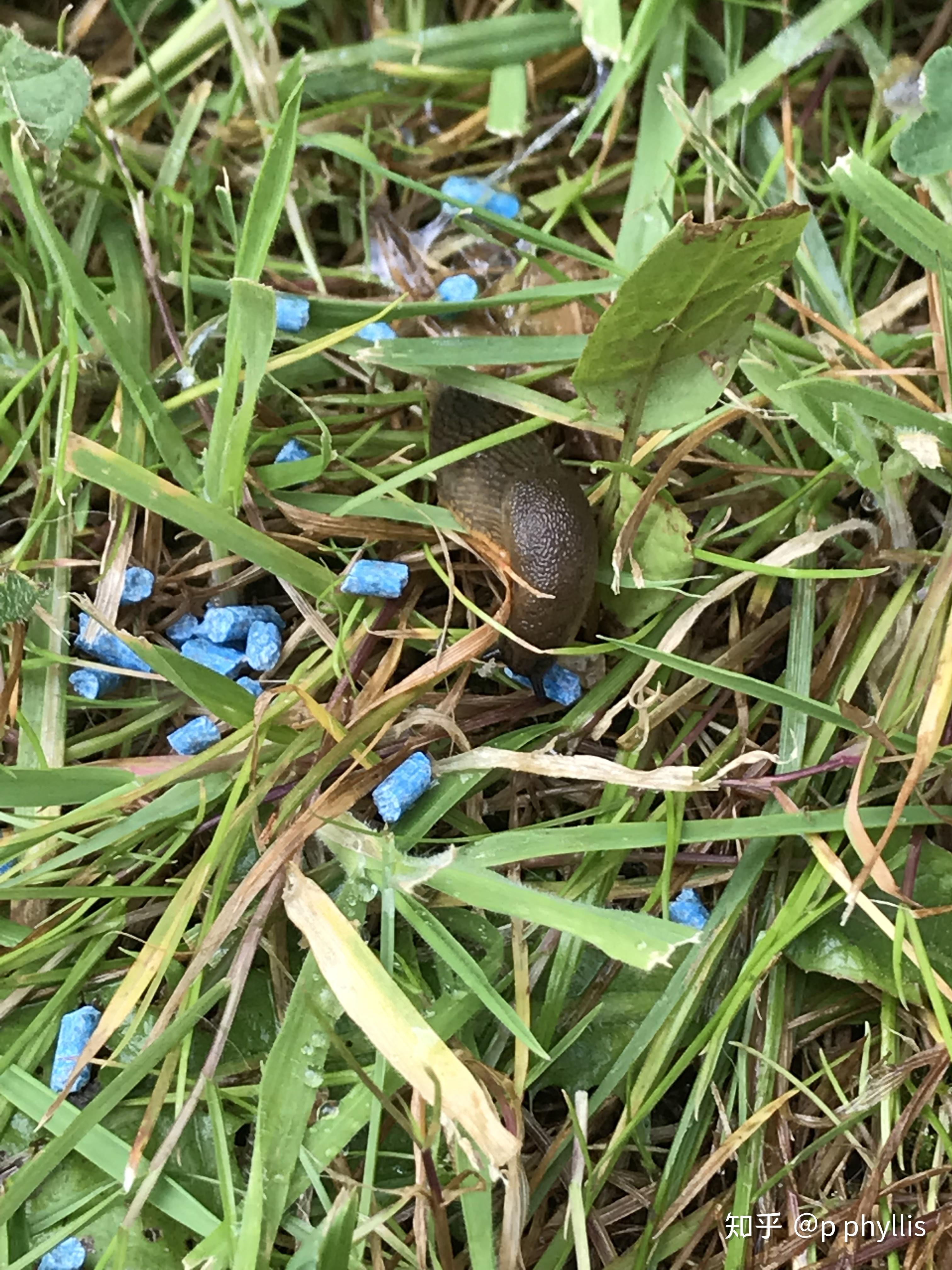 怎样有效的大量杀死蛞蝓？ 知乎