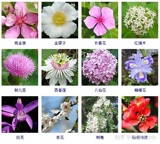 花间密码│史上最全观花植物名称梳理来啦! - 知乎