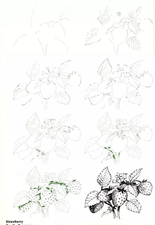 草莓花的画法图片