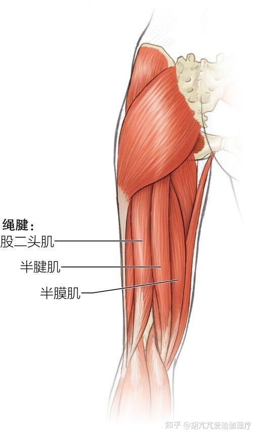 春眠不觉晓,拉伸知多少之髋部拉伸运动