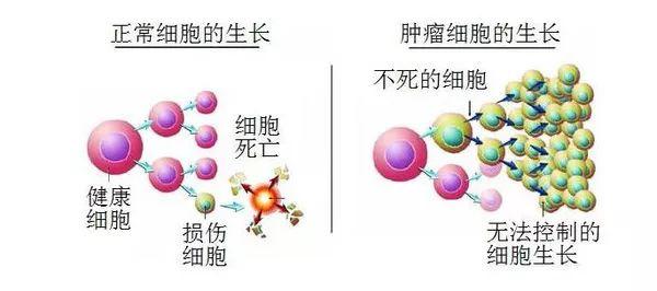 癌细胞为何非要杀人 为什么不能和正常细胞和平共处呢 知乎