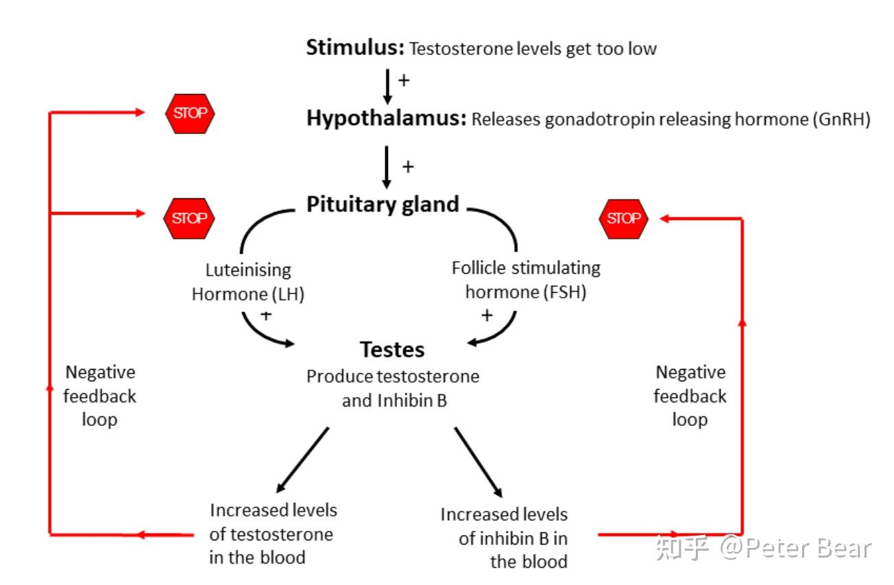 药剂师笔记之性激素(sex hormones)