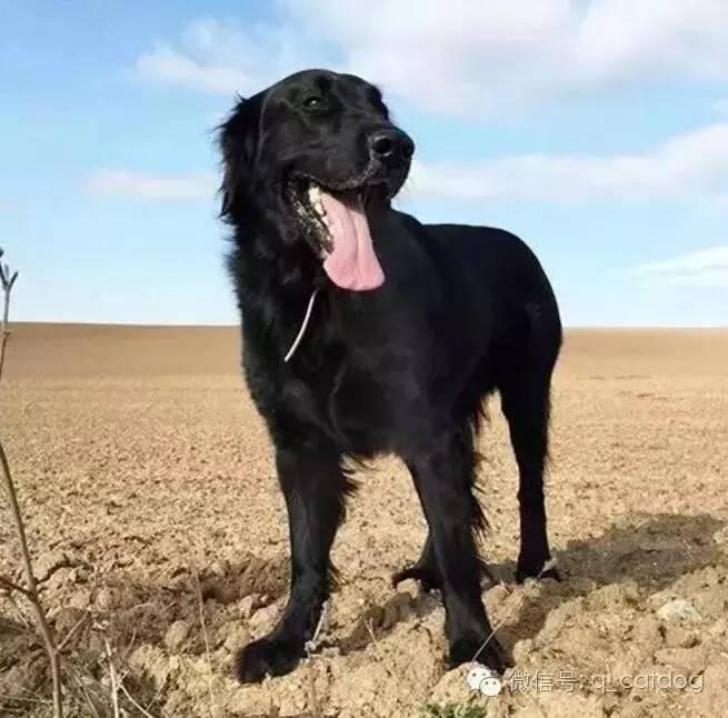 黑色的金毛犬你見過沒