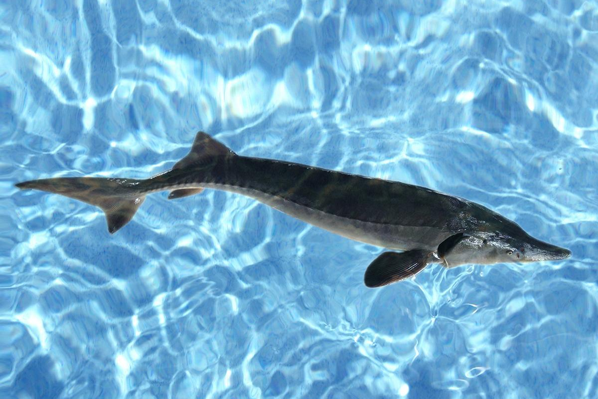 2,鲟龙鱼含有高宽比不饱和脂肪及脑黄金:食用动物大多数含饱和脂肪,当