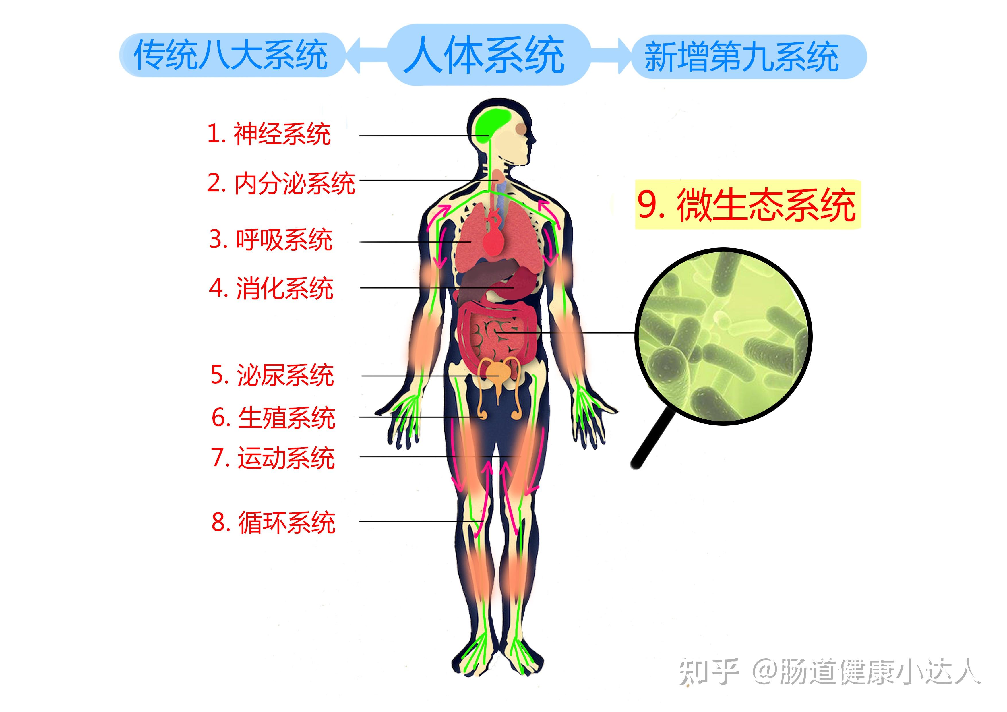 鲜为人知的科学秘密肠内细菌三斤重