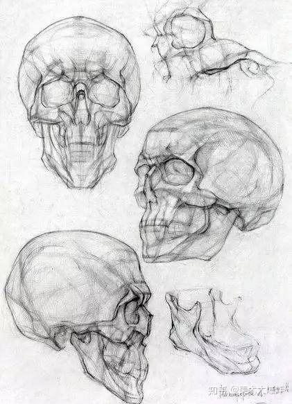头骨素描结构超干货