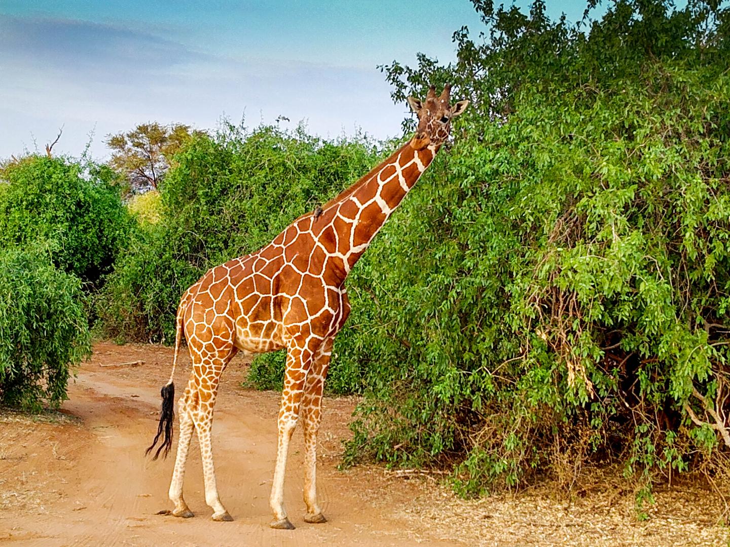 非洲 肯尼亚 植物学 - Pixabay上的免费照片 - Pixabay