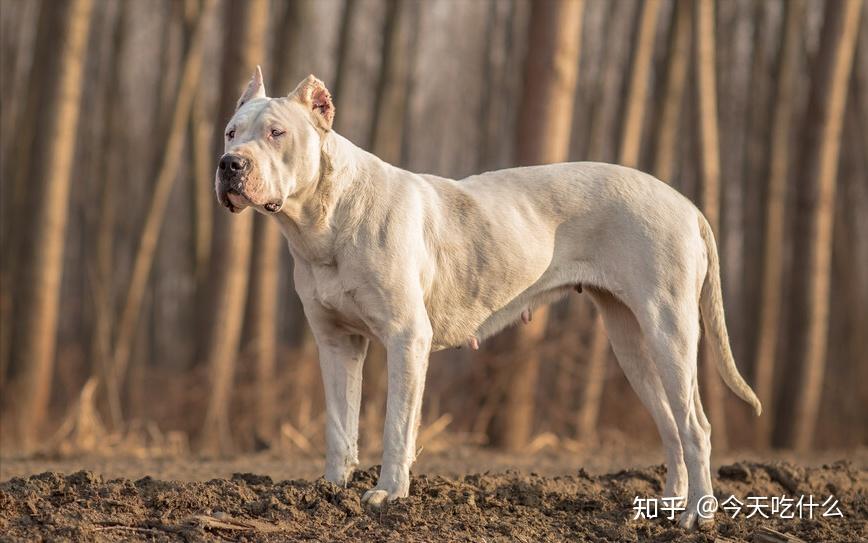 杜高犬