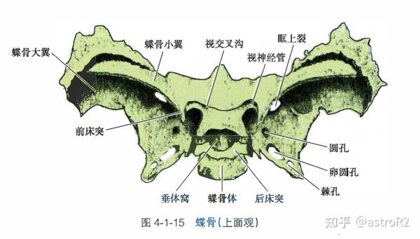 口腔 / 我和口腔科的故事(8): 北大口腔正畸篇-X线头影测量图解 - 知乎