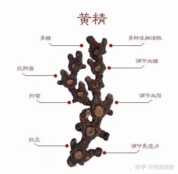 黄精：全面认识黄精药理作用研究进展。 - 知乎