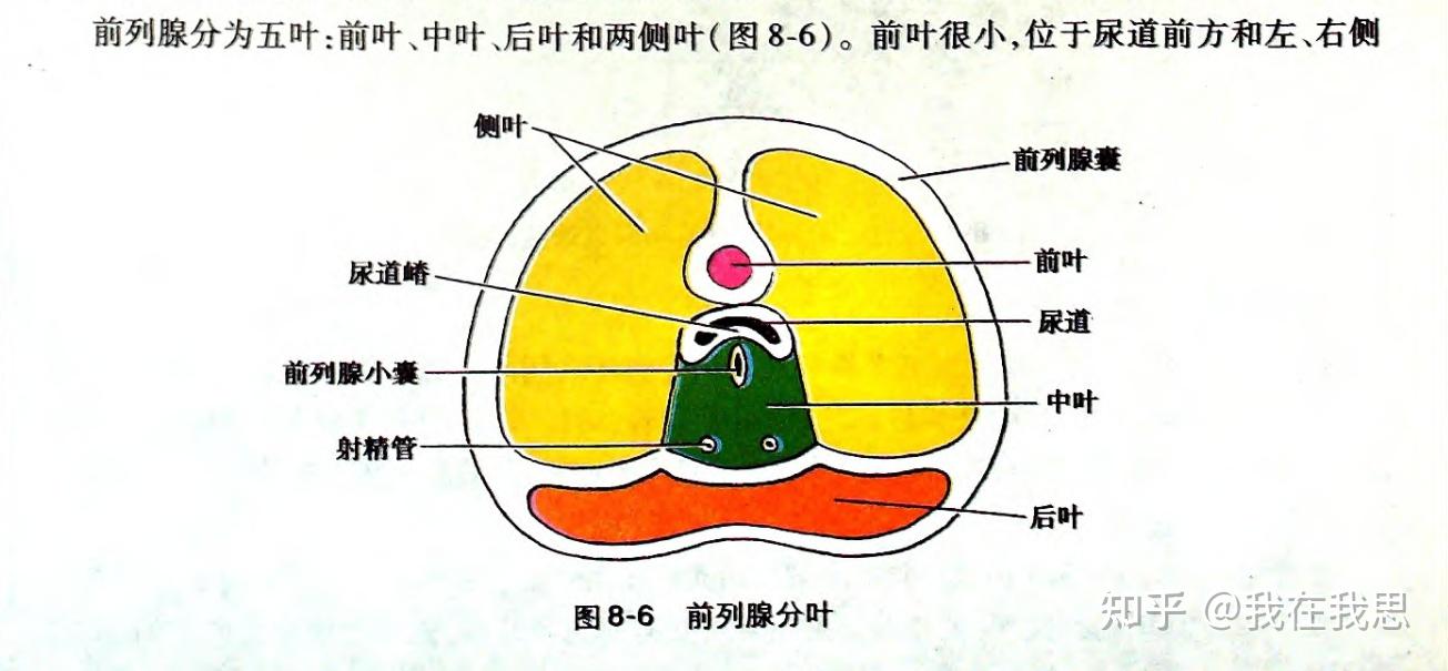 解剖图前列腺图片