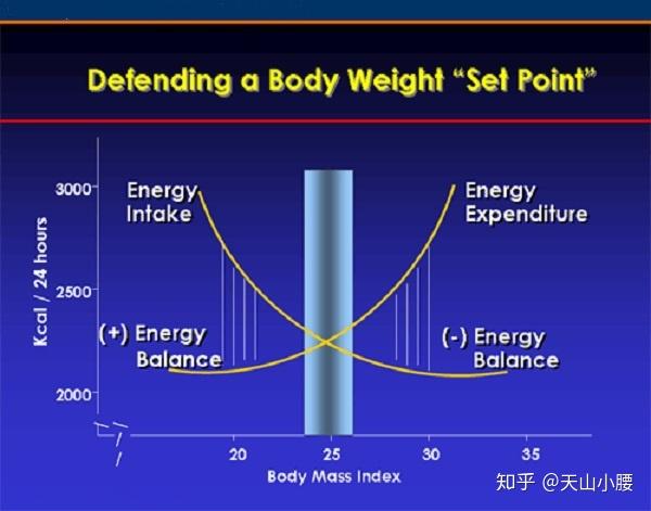 我们为什么会发胖 3 体重到底由什么决定 知乎