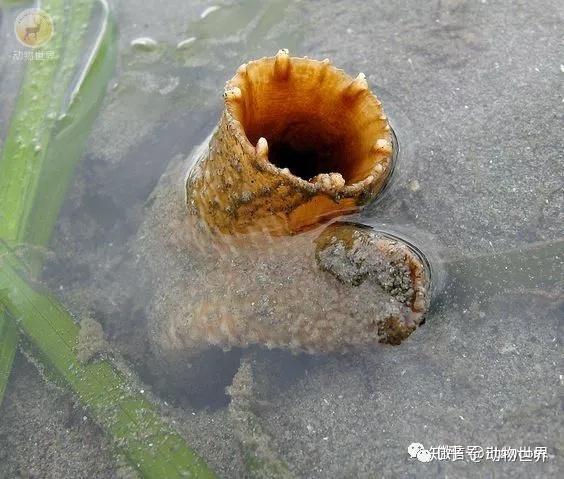 俗称象拔蚌的太平洋潜泥蛤