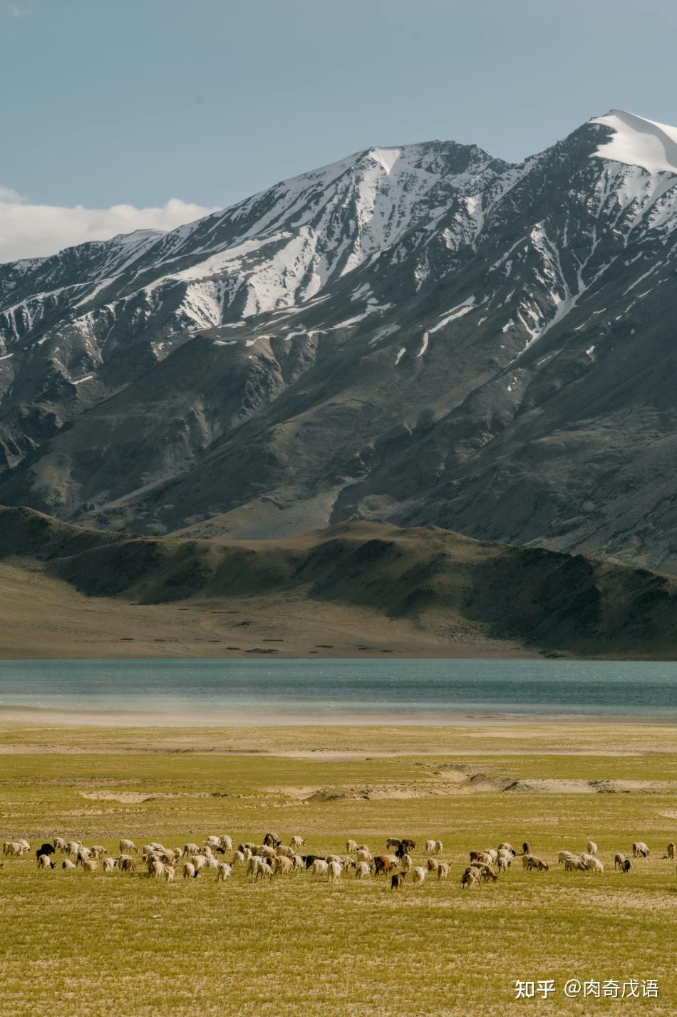 肉奇科普 | 婆罗门牛,传说中的印度神牛
