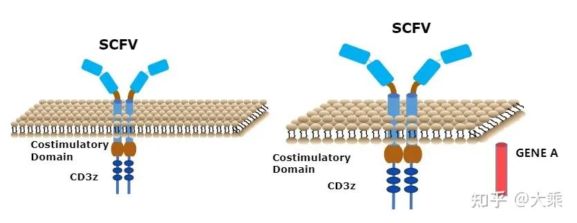 cart细胞治疗再传佳音福大姐接受细胞治疗后取得持续缓解已超过六个月