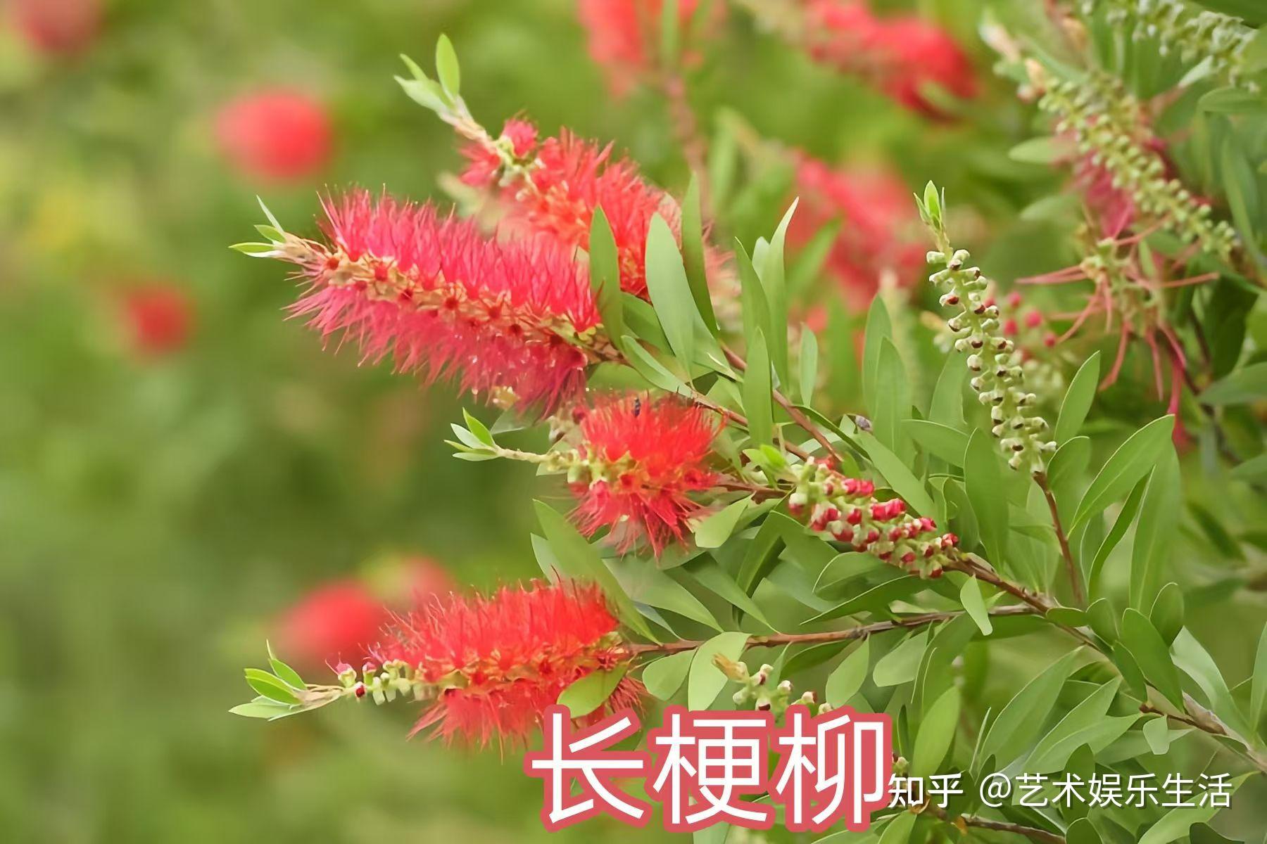杨柳科植物有哪些 - 知乎