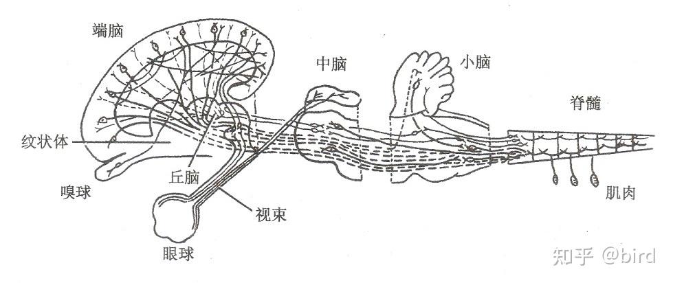 在動物學教材和一些文獻中,有從腔腸動物到哺乳動物的神經系統演變的