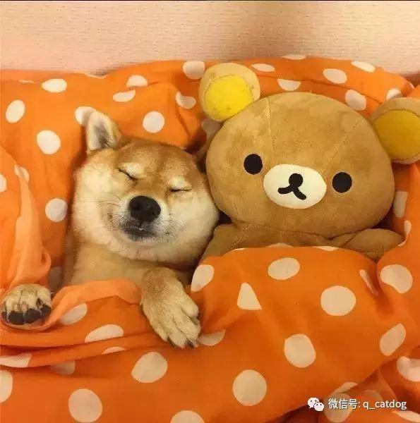 当柴犬遇上轻松熊这样的搭配还真是要多蠢萌有多蠢萌