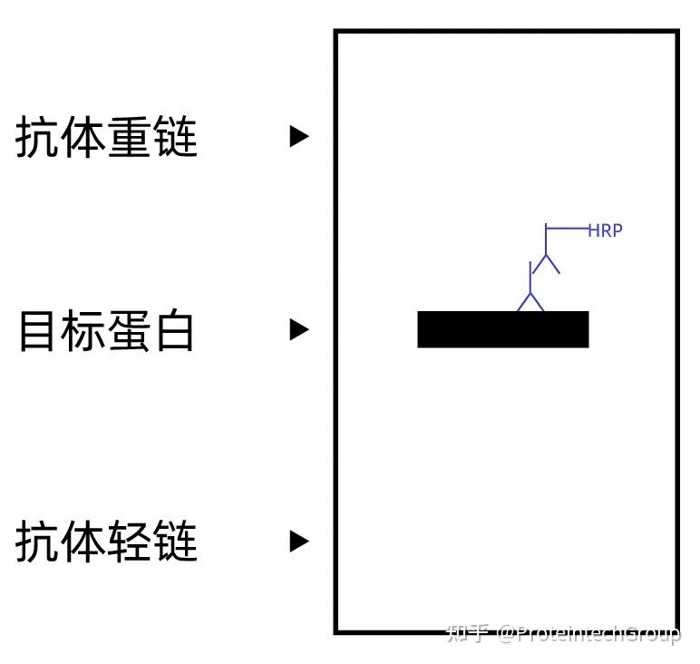 IP/Co-IP如何消除杂带干扰?抗体选择很重要! - 知乎