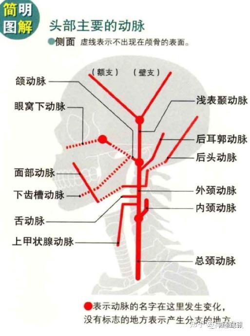 3D解剖丨头颈部、颅脑,满是干货速收藏 - 知乎